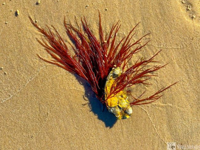 Sealife on the Beach