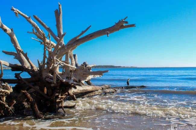 Tree Skeletons Boneyard Beach