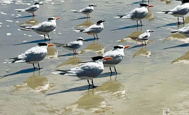 Flock of Royal Terns on the Beach