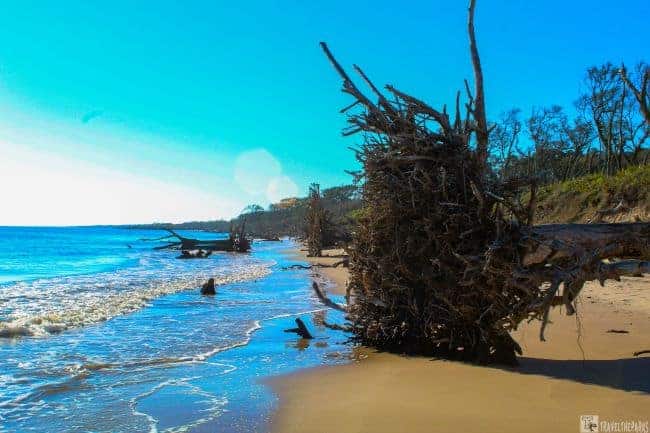 Giant Bleached Beach Trees