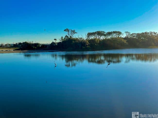 Reflections of Birds Spoonbill Pond