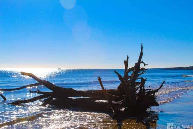 Boneyard Beach Tree Skeleton