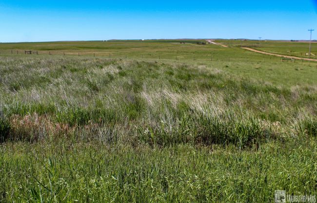 Prairie Grasses blowing in the wind