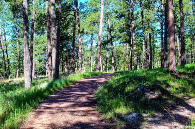 Roof Trail winding through a forest at Jewel Cave National Park, surrounded by tall green trees and grass.