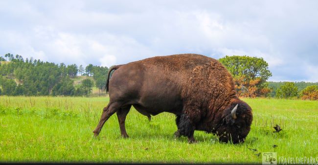 A bison grazing in a green field with a forested background wind Cave national Park-Memories Dakota's  8 Great 