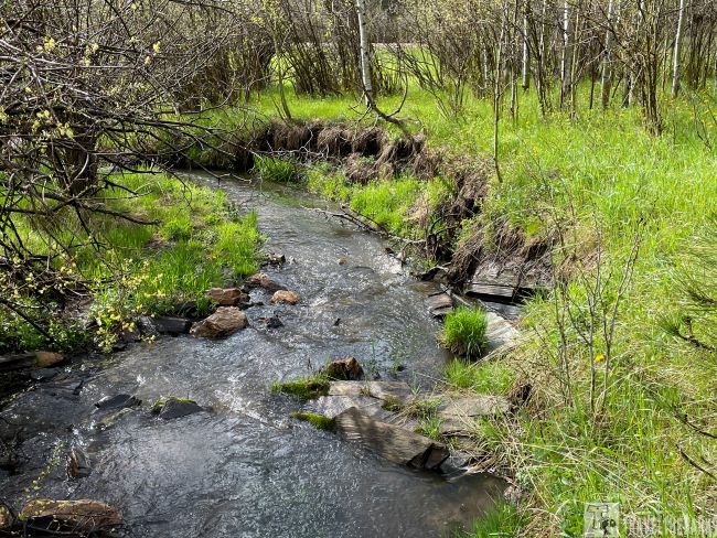 French Creek creek flows through grasslands with sparse trees and rocks along its bed in Custer State Park