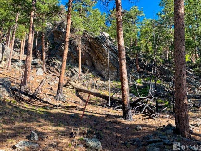 Forested area with tall pine trees and a rocky landscape under a clear blue sky.