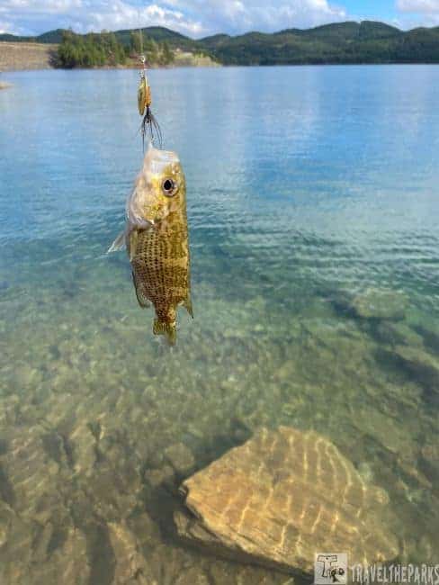 A small Rock bass fish on a fishing line above a clear lake with a forested shoreline in the background.