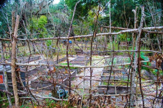The gardens of Fort Frederica