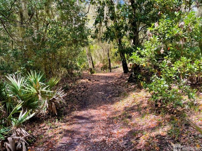 Fort Frederica maritime forest Nature trail