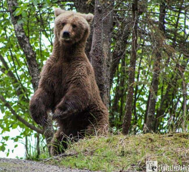 Brooks Camp a brown bear standing on its hind legs amidst a lush, green forest. The bear's thick, shaggy fur is a deep brown color, and it stands upright with its front paws slightly bent. Surrounding the bear are several tall trees with textured bark and abundant green leaves, creating a dense canopy. The background is filled with a mix of light filtering through the foliage, highlighting the bear's fur and the greenery around it.