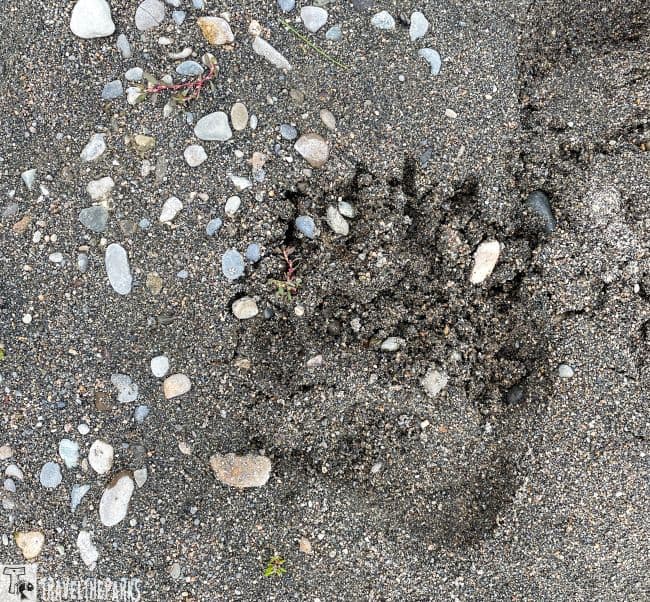 Bear paw print on the beach Broks-Camp-Katmai