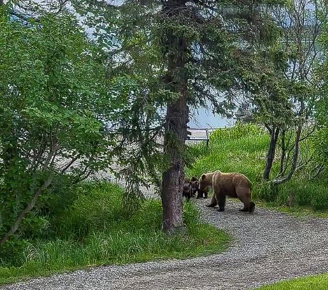 Bear 901 with her COY at Brooks Camp