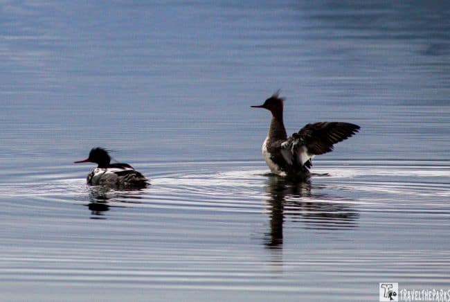 Common merganzer ducks on Lake Brooks