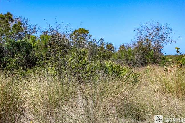Wiregrasses on the open saltmarsh trail