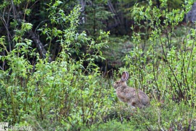 Snowshoe Hare Lake Brooks Trail