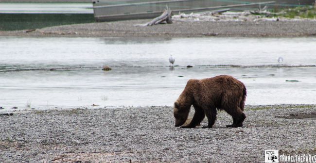 Subadult bear on the beach on the Brooks River