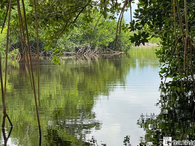 Collier-Seminole State Park Mangroves