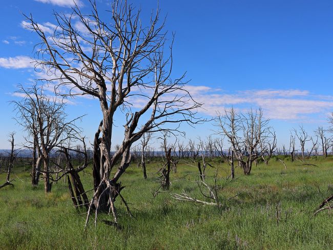 The leafless tree skeletons in a green meadow under a blue sky on Whetherill Mesa.