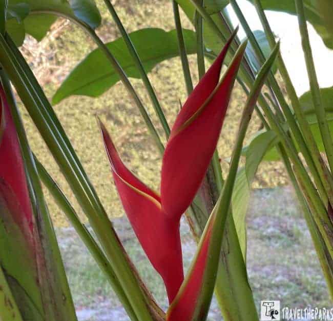 Close-up of a red Heliconia flower with green leaves. Heliconia bihai (red palulu)

