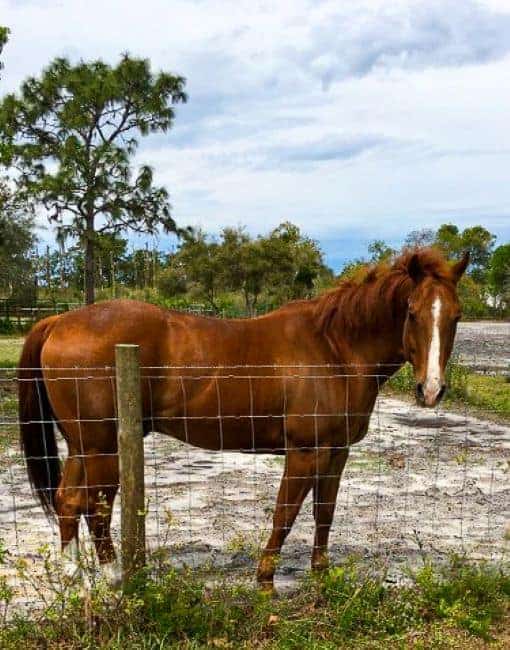 Horses at the Horse Back riding Trails Lake Louisa