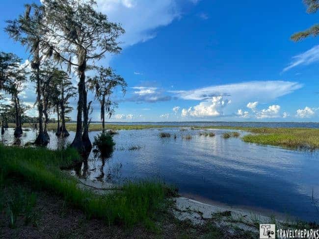 Cypress Trees along the Shoreline of Lake Louisa